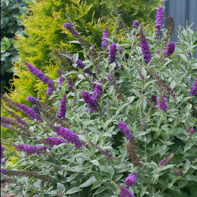 Proven Winners® Shrub Plants|Buddleia - Miss Violet' Butterfly Bush 1