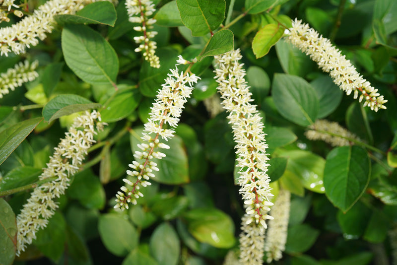 Proven Winners® Shrub Plants|Itea - Scentlandia Sweetspire 1