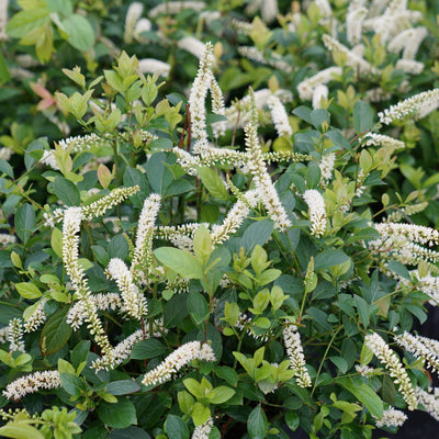 Proven Winners® Shrub Plants|Itea - Scentlandia Sweetspire 2