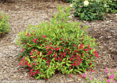 Proven Winners® Shrub Plants|Weigela - Sonic Bloom Red 2
