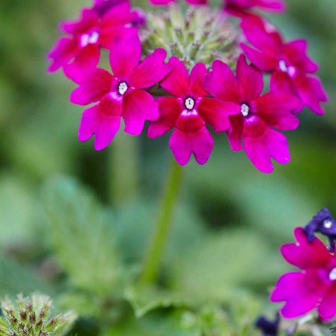 Proven Winners® Annual Plants|Verbena - Superbena Royale Plum Wine 2