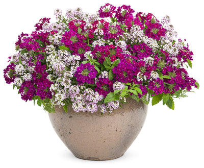 Proven Winners® Annual Plants|Verbena - Superbena Royale Plum Wine 5