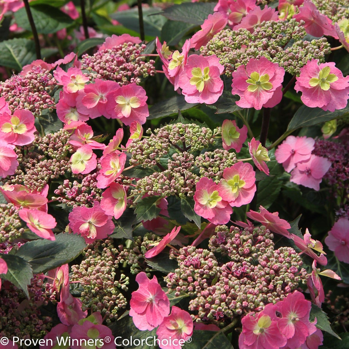 Proven Winners Hydrangea Tiny Tuff Stuff Ah-Ha 2 gal - Deluxe Garden Centre  & Landscape Supply