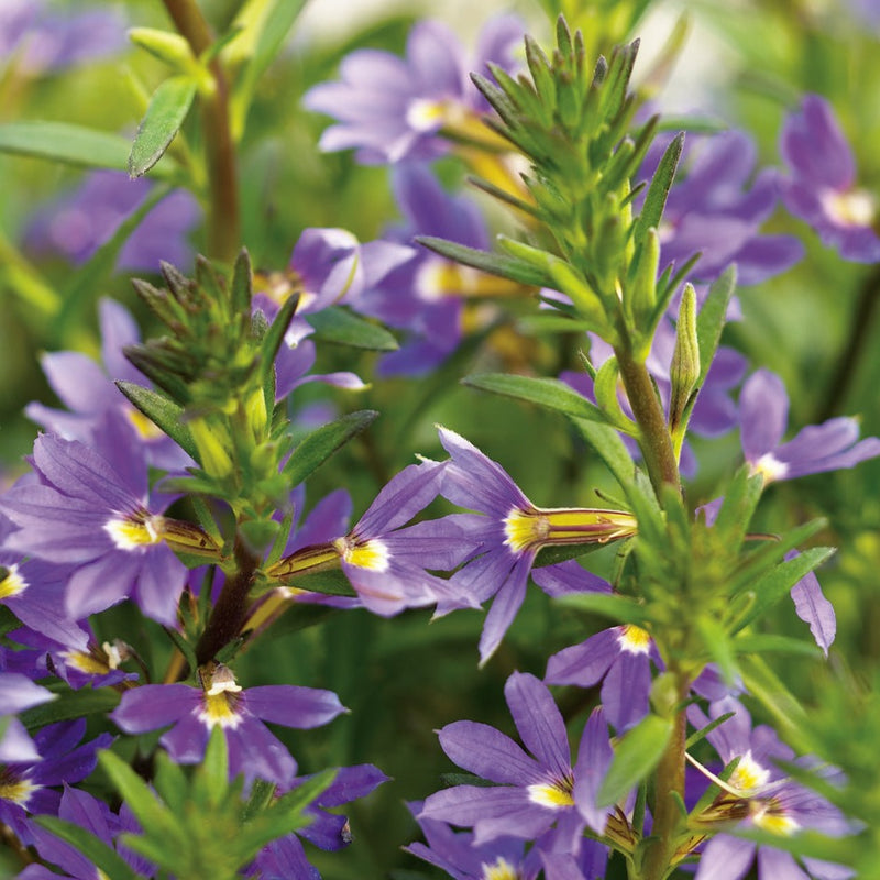 Proven Winners® Annual Plants|Scaevola - Whirlwind Blue Fan Flower 1