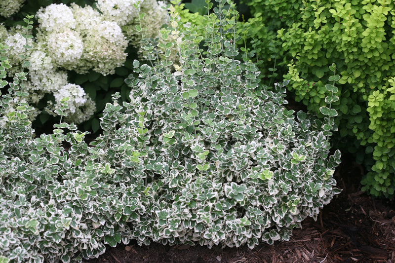 Proven Winners® Shrub Plants|Euonymus - White Album Wintercreeper 3