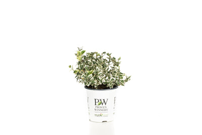 Proven Winners® Shrub Plants|Euonymus - White Album Wintercreeper 5