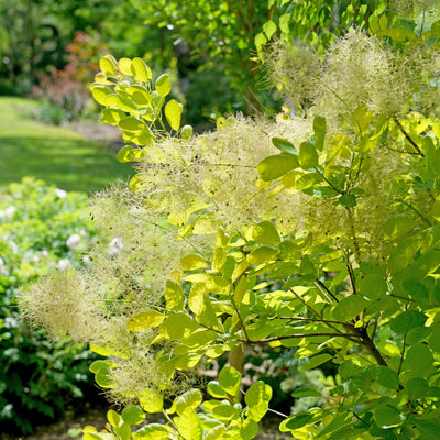 Proven Winners® Shrub Plants|Cotinus - Winecraft Gold Smokebush  1