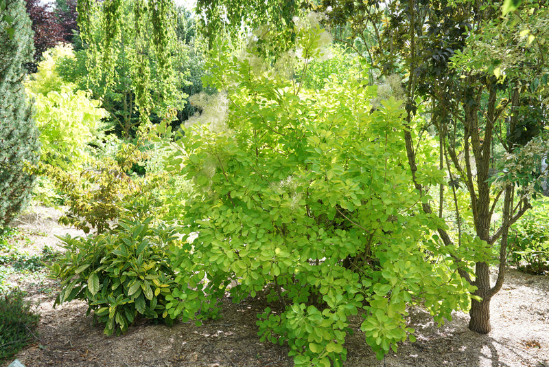 Proven Winners® Shrub Plants|Cotinus - Winecraft Gold Smokebush  2