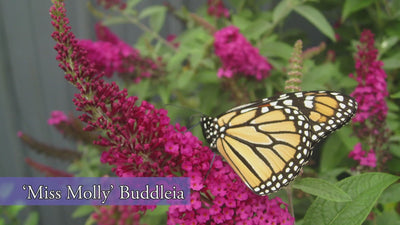'Miss Molly' Butterfly Bush (Buddleia)