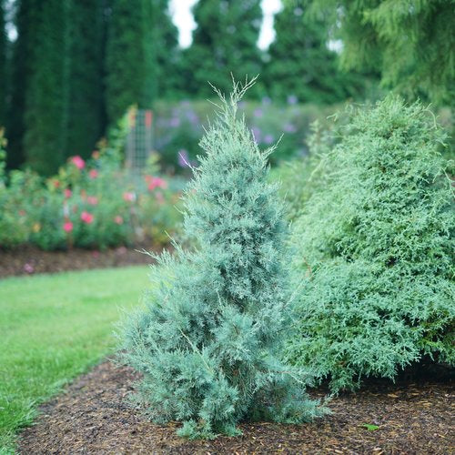 Aquavita™ Juniper (Juniperus)