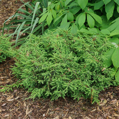Proven Winners® Shrub Plants| Juniperus - Tortuga 2