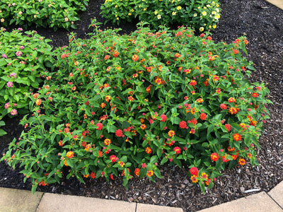 Luscious® Citrus Blend™ (Lantana)