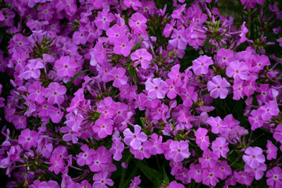 'Opening Act Romance' (Phlox)