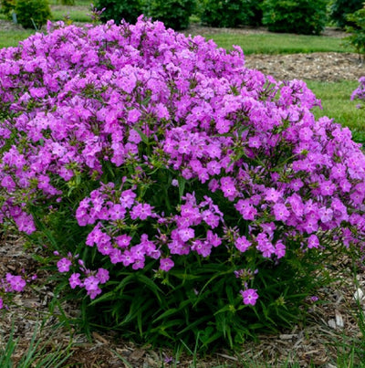 'Opening Act Romance' (Phlox)