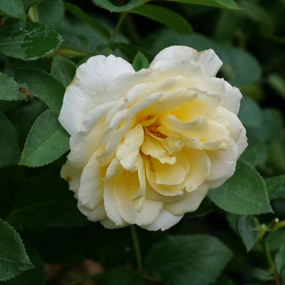 Reminiscent® Crema Rose (Rosa)