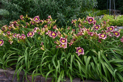 Daylily - The Ultimate Growing Guide from Proven Winners®