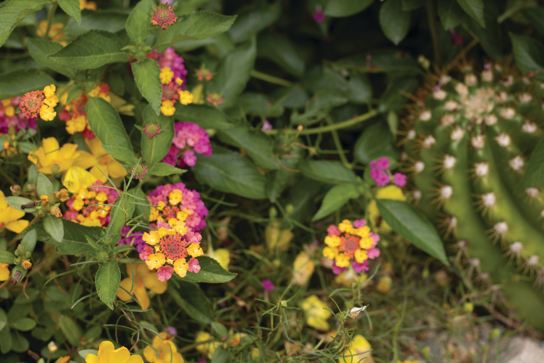 Drought-Resistant Landscaping - A Proven Winners® Guide