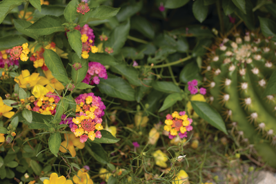 Drought-Resistant Landscaping - A Proven Winners® Guide