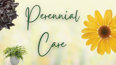 All About Perennial Care