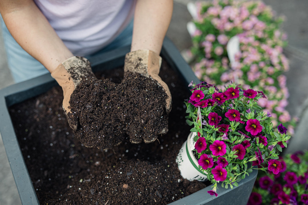 Planting in the Summer
