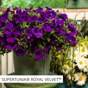 Your Guide to Successful Supertunia® Petunias