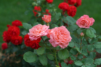 Caring for Roses - The Ultimate Guide