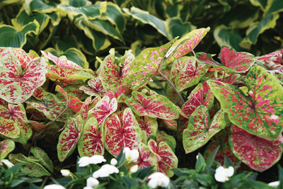 Caladiums - The Ultimate Growing Guide from Proven Winners®