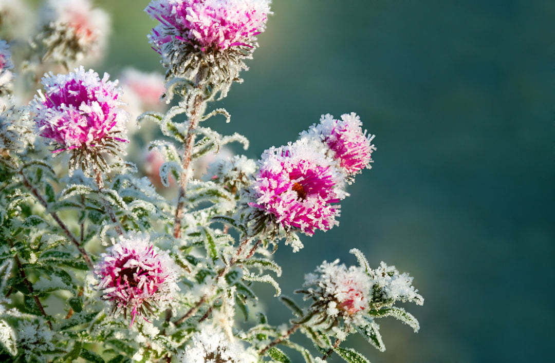 How to Prepare for Frost and What to Expect