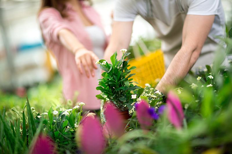 How to Pick the Perfect Plant for Your Garden