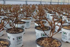 What To Do With Your Dormant Plants