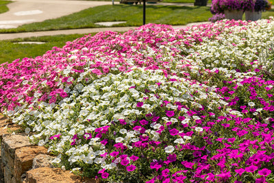 Succeeding with Supertunia® Petunias