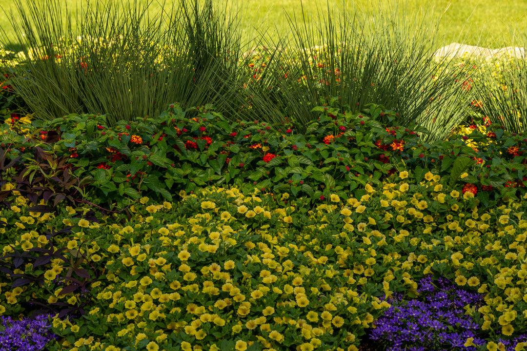 2025 National Plants of the Year