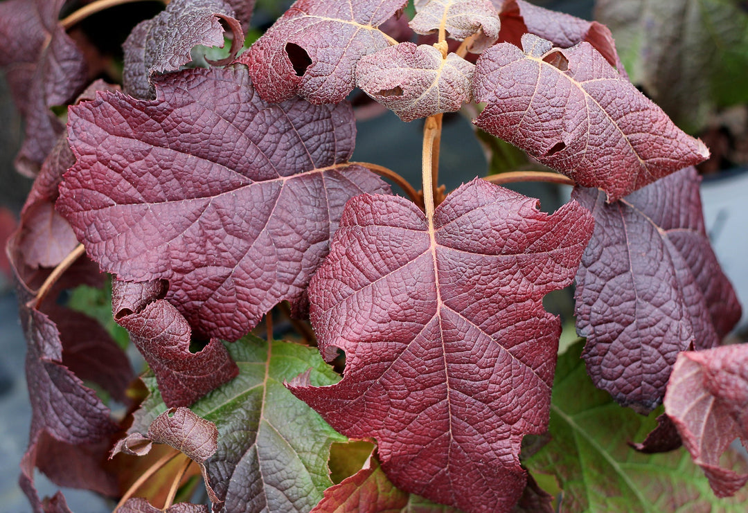 Different Plants to Grow for Fall Interest🍂🍁