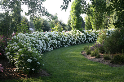 Creating a Hydrangea Hedge