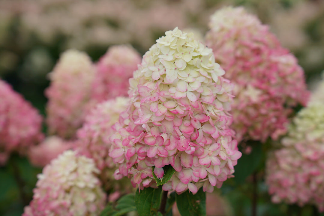 New 2021 Shrub Varieties