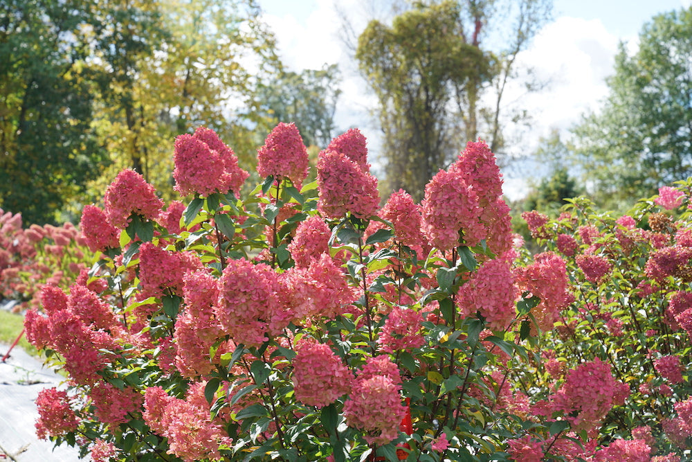 5 Must-Have Proven Winners® Hydrangeas to Plant this Fall