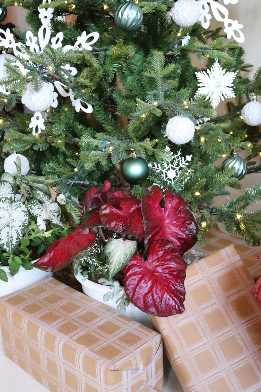 Proven Winners Christmas Caladiums