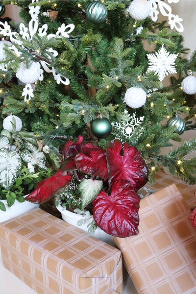 Heart to Heart Christmas Caladium™