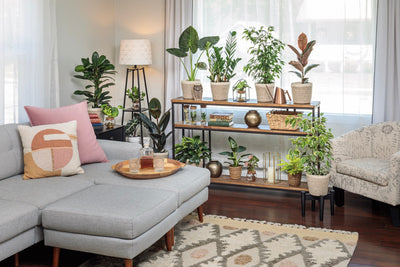 The Hidden Benefits of Houseplants