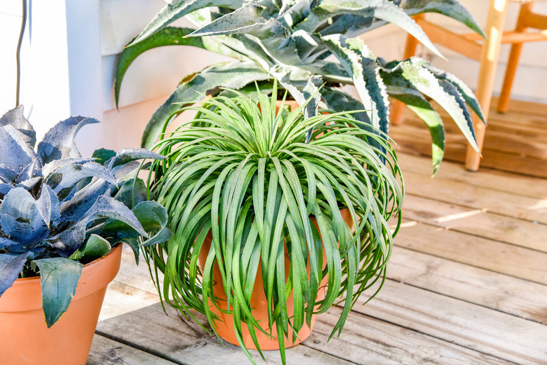 Mangave - The Ultimate Growing Guide from Proven Winners®