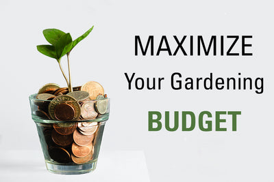 Maximize Your Gardening Budget 💸🌿🤑