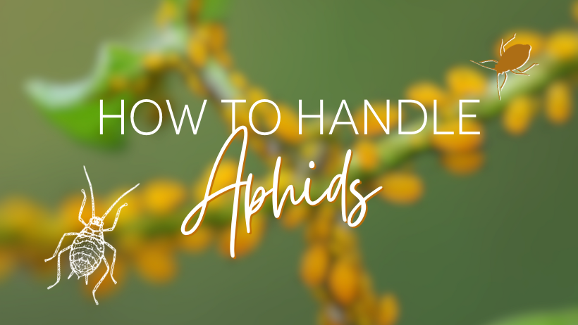 How to Handle Aphids