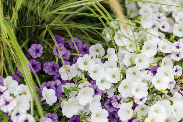 Supertunia® Vista, Mini Vista, Standard – What’s the Difference?