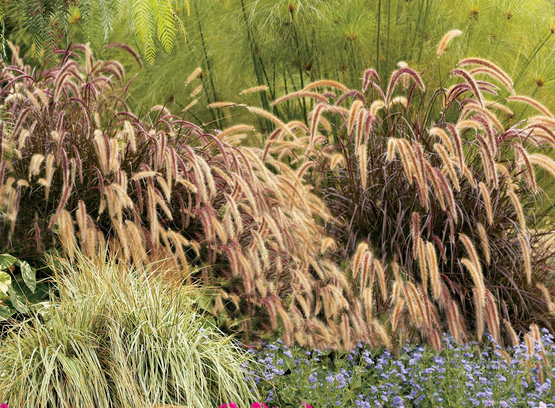 Fountain Grass - Ultimate Care & Growing Guide