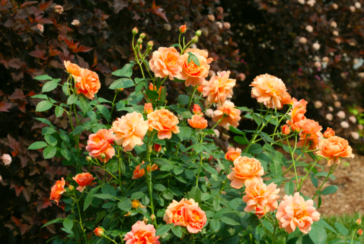 Why Fall is the Best Time to Plant Perennials and Shrubs