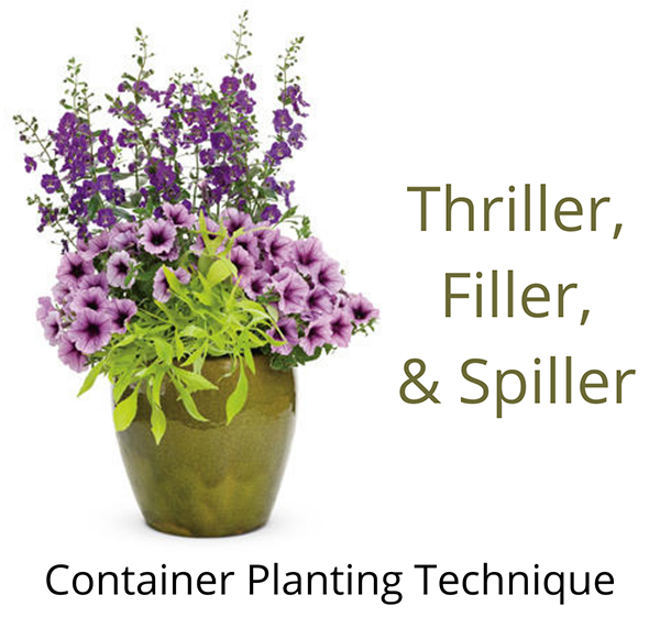 Container Gardening Using The Thriller, Filler, Spiller Planting Technique