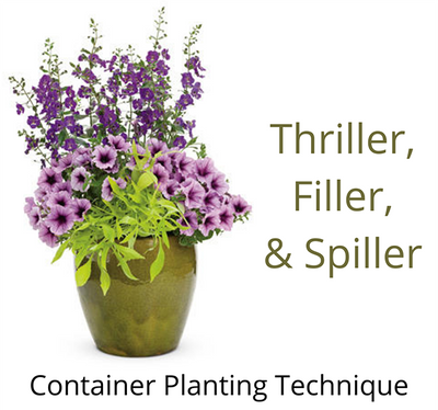 How To Plant the Perfect Container Using the Thriller Filler and Spiller Technique  🌾🌸🌿