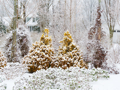 The Ultimate Guide to Cold Hardy Plants