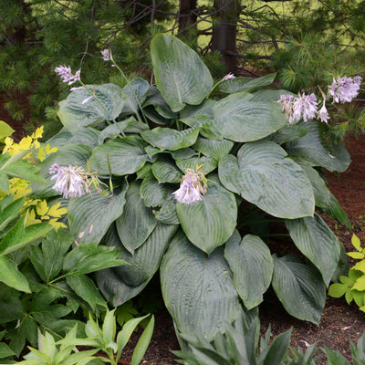 Hosta - The Ultimate Growing Guide from Proven Winners®