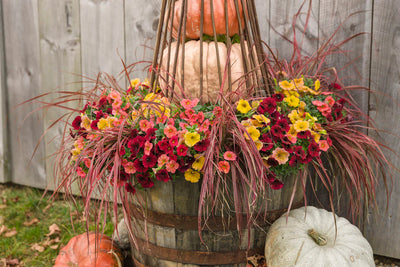 Fall Potted Plants - Container Gardening in Fall